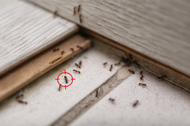 Best Termite Control Services  in Old Orchard, PA